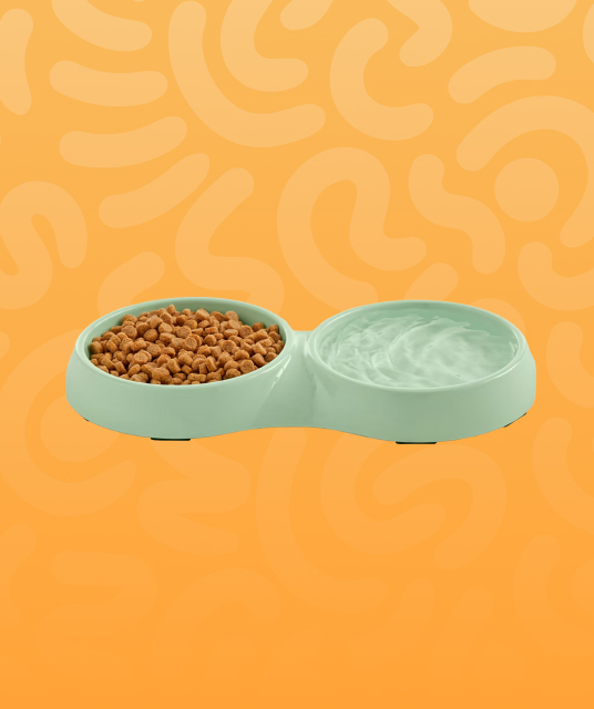 غذای خشک سگ